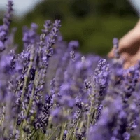 Đa Vai Nữ - Girls