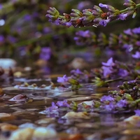 ﹝𝘼𝙻𝙻 Characters 𝙍𝚘𝙍﹞