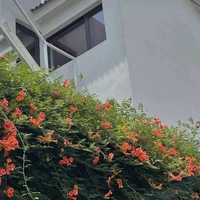 nhật vật phụ