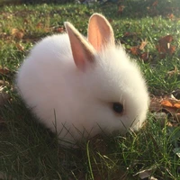 hamie(thỏ y/n)
