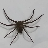 tác giả sợ nhện 🤡