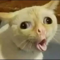 T/G có 3 múi… mỡ (*꒦ິ꒳꒦ີ)