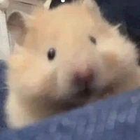 Y/n