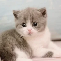Sasha _HT