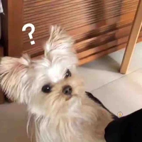 Tác giả cuti đêy