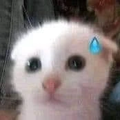 T/g bận ngủ tên Kanae🍪