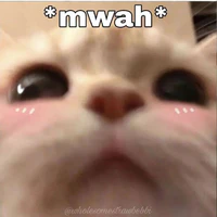 Nvp Nam