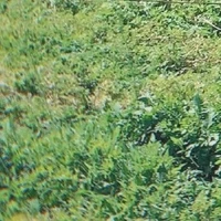 Hạo Nhiên