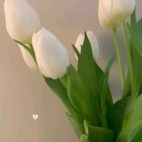 Tulip - Tác giả