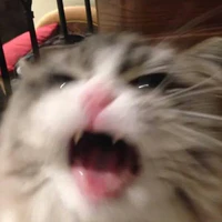 T/G cư tê