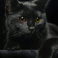 Cyrill [Despair - Dạng mèo]