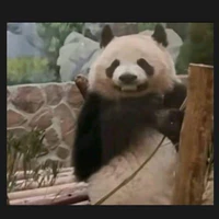 Siu nhân Quýt 8-)