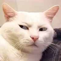 bobo