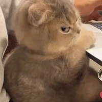 Miu - thú cưng của anh