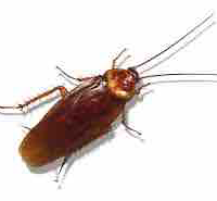 Gián