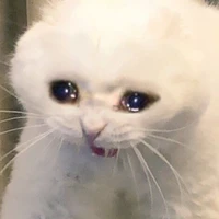 trợ lý tác giả