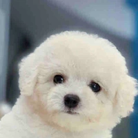 Lucky(chó của toy)