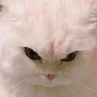 Y/N