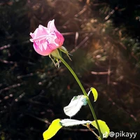 tác giả vô tri:)))