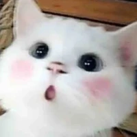 Cả hai anh em kozume