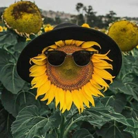 Lê văn Plue