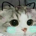 TG