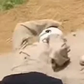 alpha