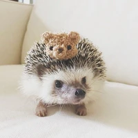 🐸taolười