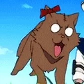 Mèo Tora