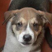 hiệu trưởng