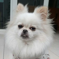 Tác giả cuti