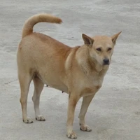 chó tên lợn 🐷