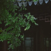 音乐
