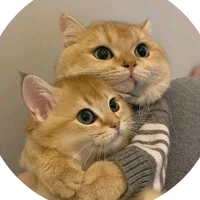 Gọi toy là Min nha caccau