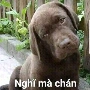 tác giả