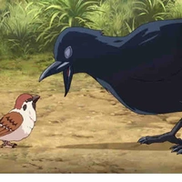 Quạ mất dạy