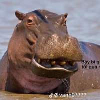 Nhỏ tác giả tà răm