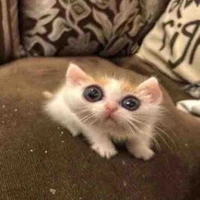 Cân mọi nv:))