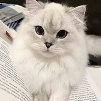 Lucky_mèo Phong