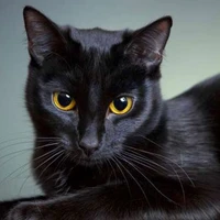 Vương Minh Kỳ Dạng Mèo ( Keo)