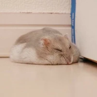 Tobi
