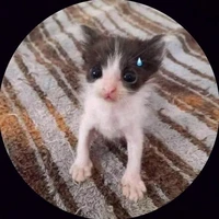 Tác giả nè mấy ní