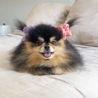 T/g xấu gái
