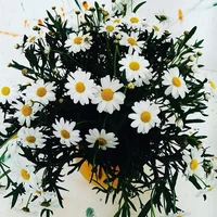 Ba mẹ cậu và y