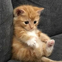 tác giả nè:33