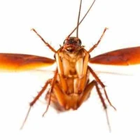 Gián