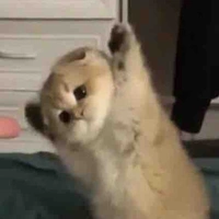 Miễn là độc giả đau khổ🤡:)