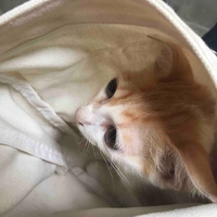 Tác giả hàng thật 