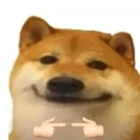 chó cute