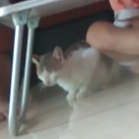 tác giả nhí nhố
